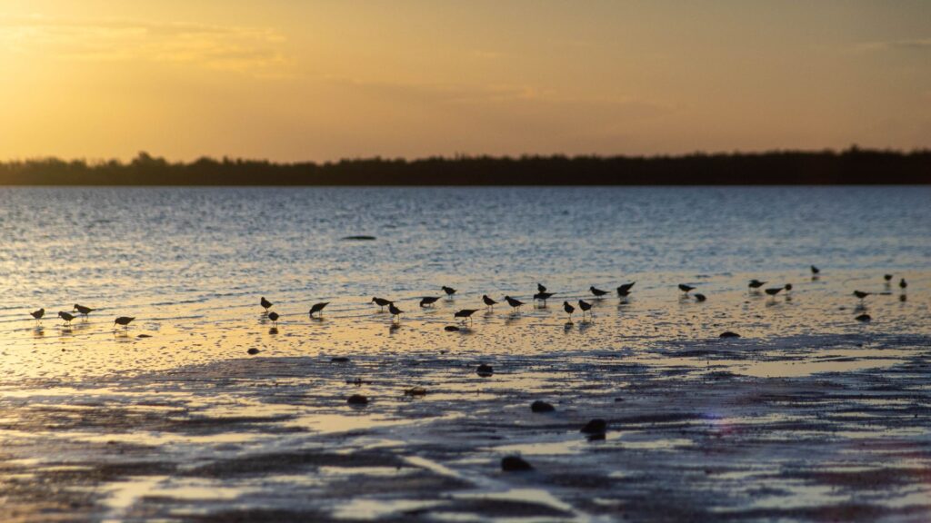 Aves y atardecer en Chascomús