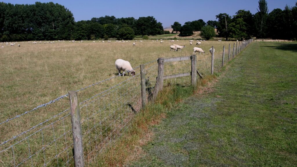 Ovejas entre alambrados
