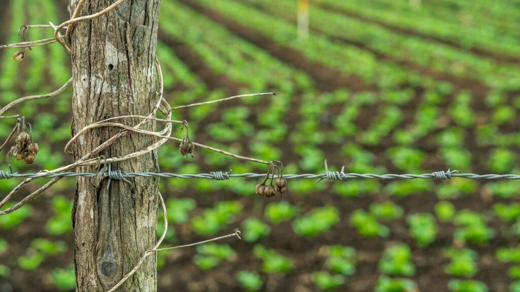 Huerta con alambrado