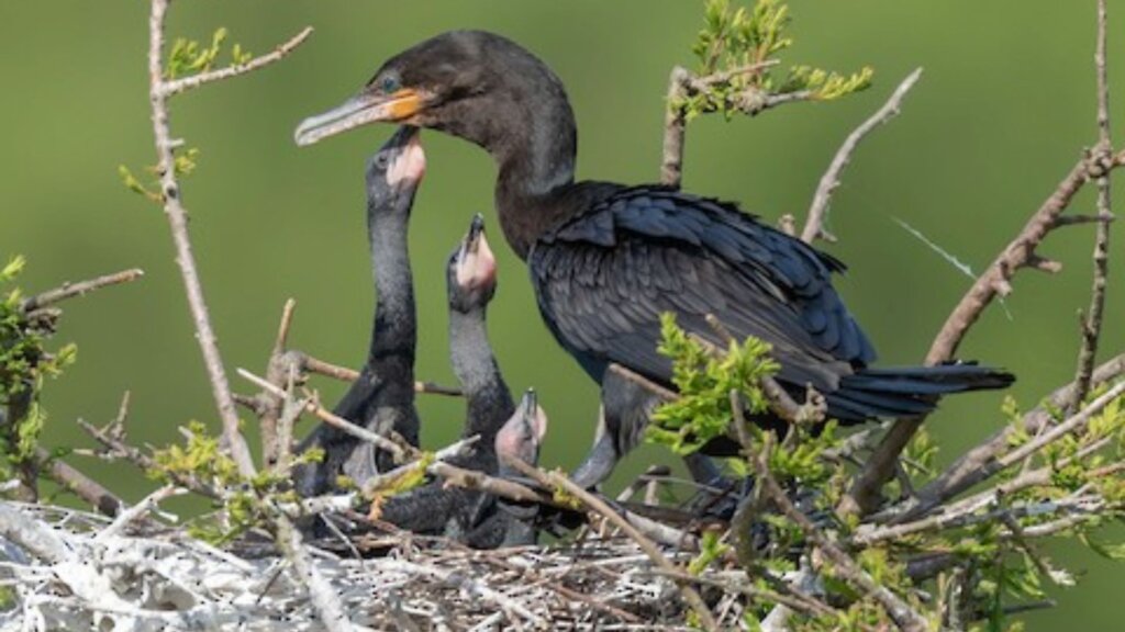 Biguá en Chascomús