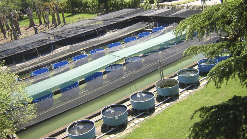 Piletones para la cría del pejerrey en Chascomús