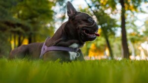 Lee más sobre el artículo Alojamientos Pet Friendly en Chascomús