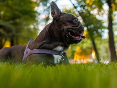 Alojamientos Pet Friendly en Chascomús