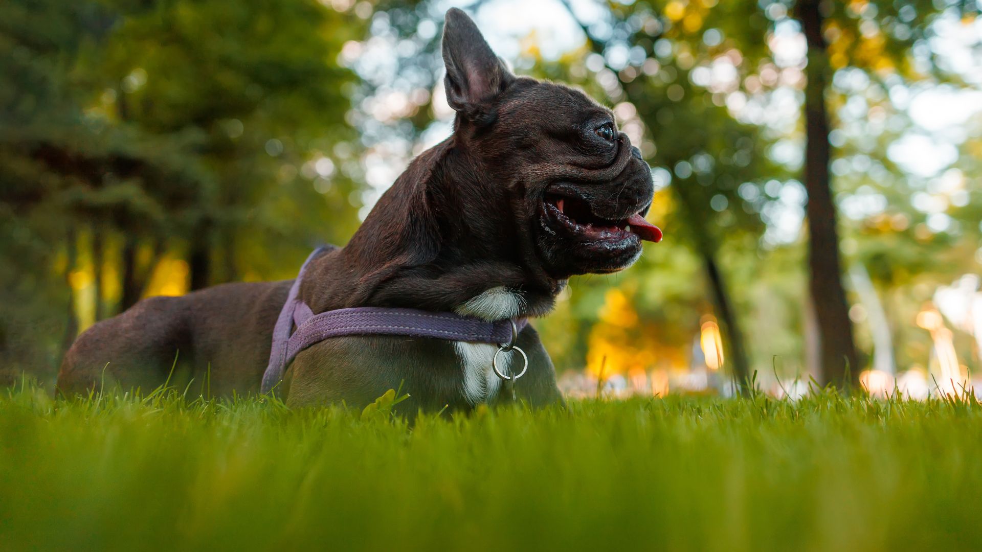 Alojamientos Pet Friendly en Chascomús